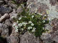 Minuartia oreina 3, Saxifraga-Ed Stikvoort