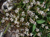 Minuartia oreina 4, Saxifraga-Ed Stikvoort