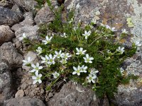 Minuartia oreina 5, Saxifraga-Ed Stikvoort