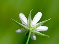 Minuartia rostrata 4, Saxifraga-Sonja Bouwman  Minuartia rostrata - Caryophyllaceae familie