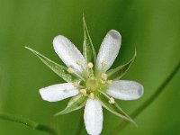 Minuartia rostrata 6, Saxifraga-Sonja Bouwman  Minuartia rostrata - Caryophyllaceae familie