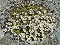 Minuartia rupestris