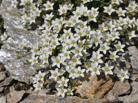 Minuartia rupestris 3, Saxifraga-Harry Jans