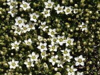 Minuartia rupestris ssp rupestris 4, Saxifraga-Harry Jans