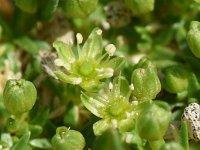 Minuartia sedoides 10, Saxifraga-Sonja Bouwman  Cyphel - Minuartia sedoides - Caryophyllaceae familie; Croda Rossa (Moos, I)