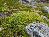 Minuartia sedoides 11, Saxifraga-Luuk Vermeer