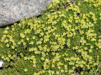 Minuartia sedoides 8, Saxifraga-Harry Jans