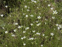 Minuartia verna 20, Saxifraga-Willem van Kruijsbergen