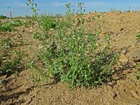 Misopates orontium 34, Akkerleeuwenbek, Saxifraga-Hans Grotenhuis