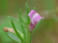 Misopates orontium 37, Akkerleeuwenbek, Saxifraga-Mark Zekhuis
