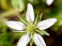 Moehringia ciliata 7, Saxifraga-Sonja Bouwman  Creeping sandwort - Moehringia ciliata - Caryophyllaceae familie; Tre Cime (I)