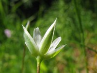 Moenchia erecta 1, Moenchia, Saxifraga-Rutger Barendse