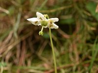 Moneses uniflora 19, Eenbloemig wintergroen, Saxifraga-Harry Jans  Monesus uniflora