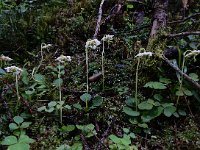 Moneses uniflora 20, Eenbloemig wintergroen, Saxifraga-Ed Stikvoort