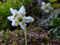 Moneses uniflora 21, Eenbloemig wintergroen, Saxifraga-Ed Stikvoort