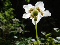 Moneses uniflora 22, Eenbloemig wintergroen, Saxifraga-Ed Stikvoort