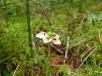 Moneses uniflora 29, Eenbloemig wintergroen, Saxifraga-Hans Grotenhuis