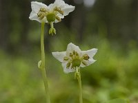 Monoses uniflora 25, Eenbloemig wintergroen, Saxifraga-Luuk Vermeer