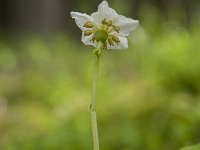 Monoses uniflora 27, Eenbloemig wintergroen, Saxifraga-Luuk Vermeer