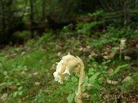 Monotropa hypopitys 1, Stofzaad, Saxifraga-Dirk Hilbers