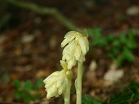 Monotropa hypopitys 14, Stofzaad, Saxifraga-Dirk Hilbers