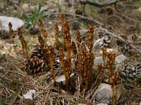 Monotropa hypopitys 15, Stofzaad, Saxifraga-Dirk Hilbers