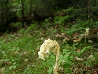 Monotropa hypopitys 16, Stofzaad, Saxifraga-Dirk Hilbers