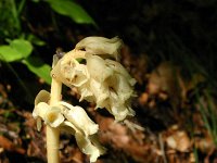 Monotropa hypopitys 17, Stofzaad, Saxifraga-Dirk Hilbers