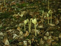 Monotropa hypopitys 2, Stofzaad, Saxifraga-Dirk Hilbers