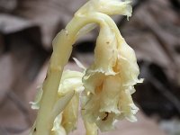 Monotropa hypopitys 4, Stofzaad, Saxifraga-Rutger Barendse