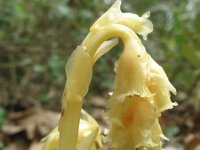 Monotropa hypopitys 5, Stofzaad, Saxifraga-Rutger Barendse