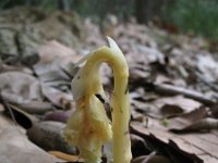 Monotropa hypopitys 6, Stofzaad, Saxifraga-Rutger Barendse