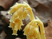 Monotropa hypopitys 7, Stofzaad, Saxifraga-Jeroen Willemsen