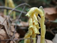 Monotropa hypopitys 8, Stofzaad, Saxifraga-Jeroen Willemsen