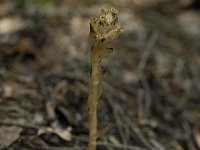 Monotropa hypopitys 9, Stofzaad, Saxifraga-Willem van Kruijsbergen