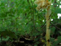 Monotropa hypopytis 10, Stofzaad, Saxifraga-Ed Stikvoort