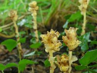 Monotropa hypopytis 11, Stofzaad, Saxifraga-Ed Stikvoort