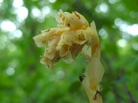 Monotropa hypopytis 12, Stofzaad, Saxifraga-Ed Stikvoort