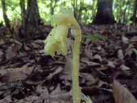 Monotropa hypopitys 24, Stofzaad, Saxifraga-Ed Stikvoort