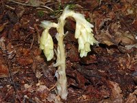 Monotropa hypopitys ssp monotropa 30, Stofzaad, Saxifraga-Hans Grotenhuis