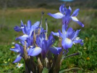 Moraea sisyrinchium 11, Saxifraga-Ed Stikvoort