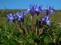 Moraea sisyrinchium 12, Saxifraga-Ed Stikvoort