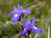Moraea sisyrinchium 15, Saxifraga-Bart Vastenhouw