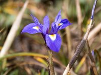 Moraea sisyrinchium 16, Saxifraga-Bart Vastenhouw