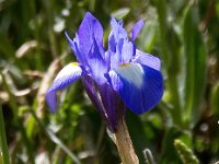 Moraea sisyrinchium 17, Saxifraga-Bart Vastenhouw