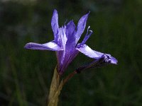 Moraea sisyrinchium 2, Saxifraga-Willem van Kruijsbergen