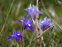 Moraea sisyrinchium 20, Saxifraga-Bart Vastenhouw