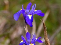 Moraea sisyrinchium 21, Saxifraga-Bart Vastenhouw