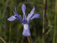 Moraea sisyrinchium 3, Saxifraga-Willem van Kruijsbergen