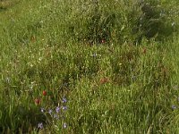 Moraea sisyrinchium 4, habitat, Saxifraga-Willem van Kruijsbergen